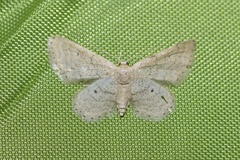 Idaea belemiata
