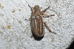 Anoxia australis
