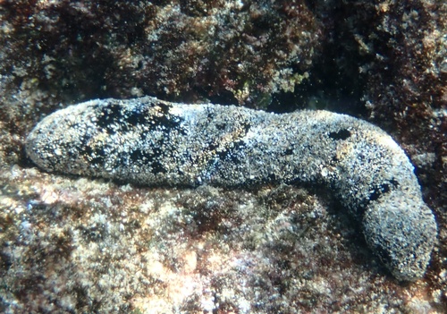 Photo of Black sea cucumber (Holothuria atra)