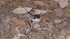 Delphinium halteratum