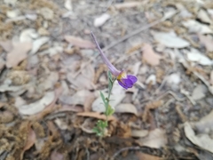 Delphinium halteratum
