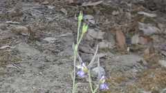 Delphinium halteratum
