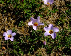 Oxalis tenella