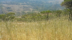 Cephalaria joppensis