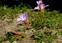 Oxalis tenella