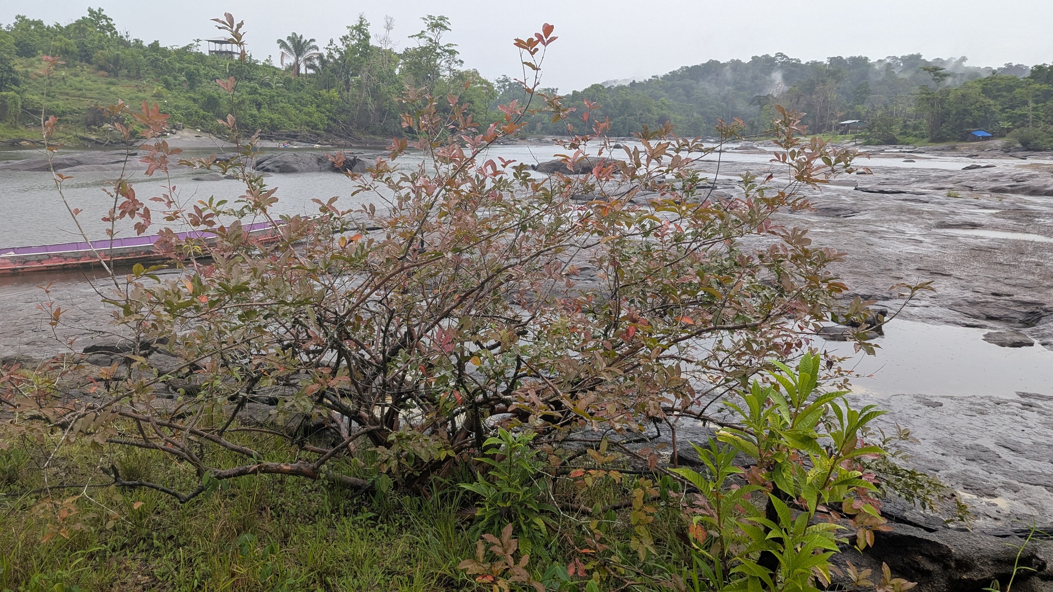 Imagem de Araçá-pera