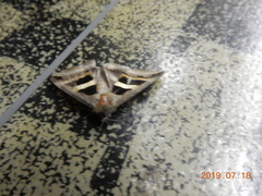 Grammodes geometrica