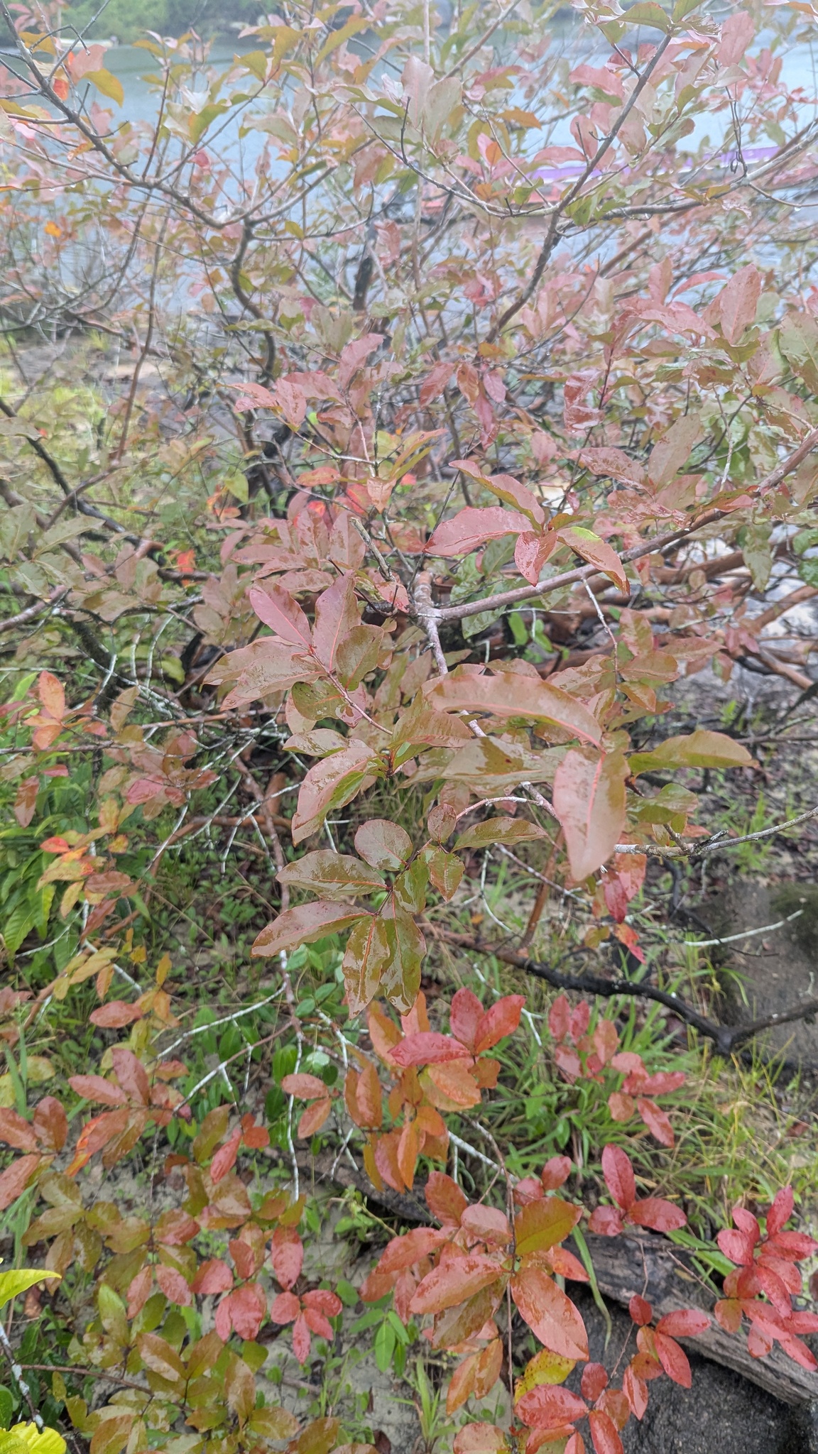 Imagem de Araçá-pera