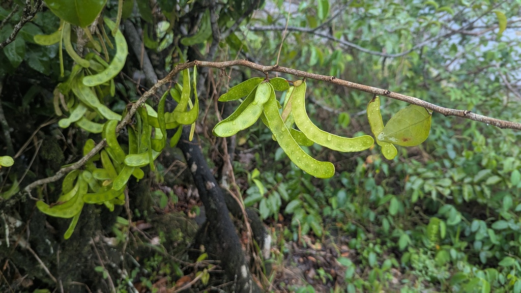 Ingopsis