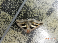 Grammodes geometrica