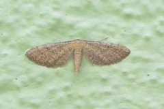 Idaea infirmaria