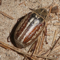 Anoxia australis