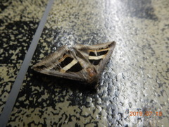 Grammodes geometrica