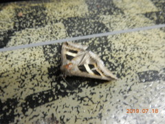 Grammodes geometrica