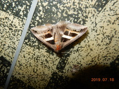 Grammodes geometrica