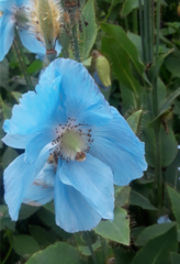 Meconopsis betonicifolia