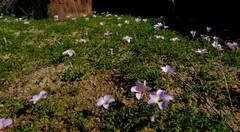 Oxalis tenella
