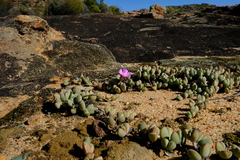 Braunsia maximilianii