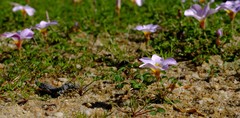 Oxalis tenella