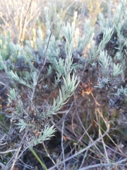 Achyranthemum paniculatum