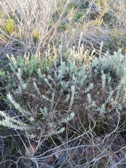 Achyranthemum paniculatum