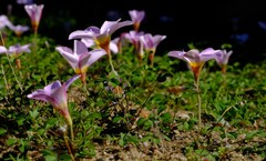Oxalis tenella