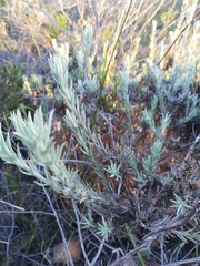 Achyranthemum paniculatum