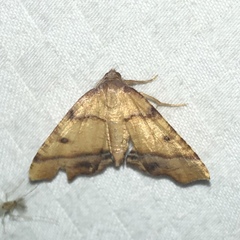 Plagodis phlogosaria