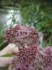 Eupatorium cannabinum