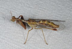 Mantispa styriaca