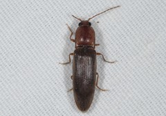 Stenagostus rhombeus