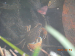 Geothelphusa dehaani