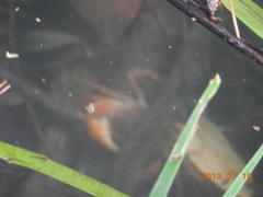 Geothelphusa dehaani