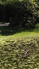 Hydrobasileus croceus