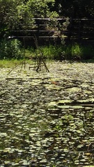 Hydrobasileus croceus