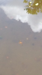 Hydrobasileus croceus