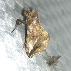 Pseudeva purpurigera