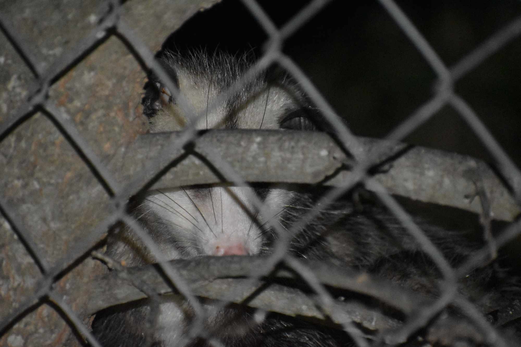 Didelphis virginiana<br>19 December, 2024