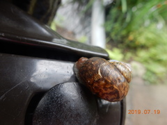 Acusta