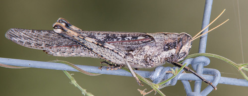 Gray Bird Grasshopper, photo 5 of 10