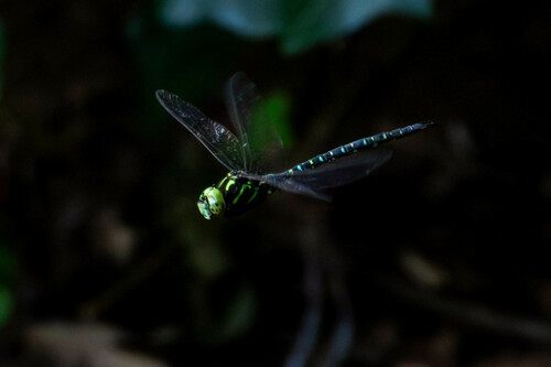 Shadow Darner photo 3