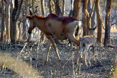 Alcelaphus buselaphus lichtensteinii
