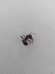 Messor denticulatus