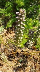 Acanthus mollis