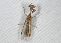 Mantispa styriaca