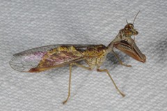 Mantispa styriaca