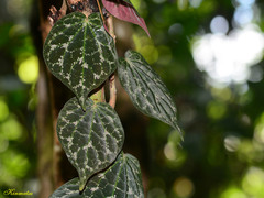 Piper porphyrophyllum