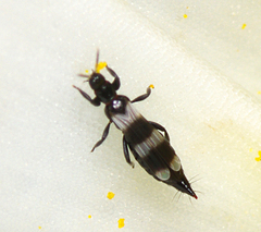 Aeolothripidae