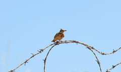 Galerida cristata meridionalis
