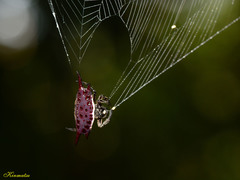 Gasteracantha mengei